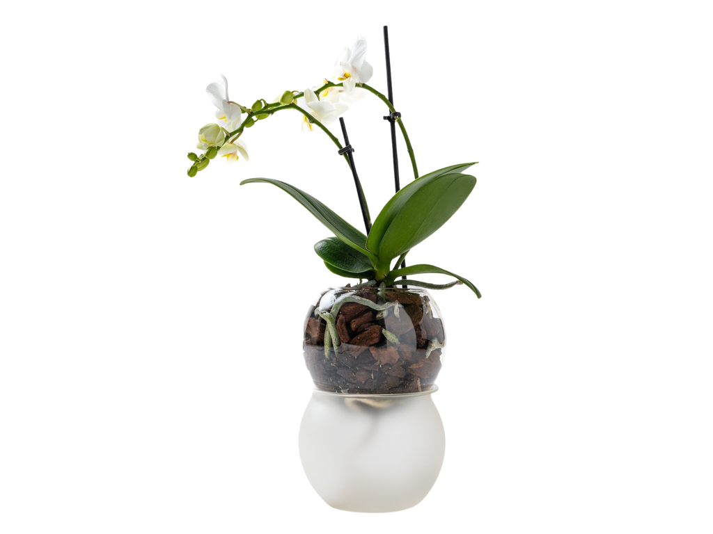 ORCHIVÁZA